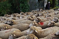 transhumance_montfavet_2015__13.jpg