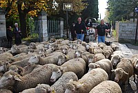 transhumance_montfavet_2015__14.jpg