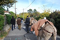 transhumance_montfavet_2015__18.jpg