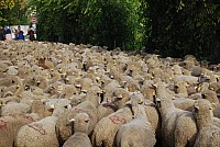 transhumance_montfavet_2015__19.jpg