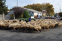 transhumance_montfavet_2015__20.jpg