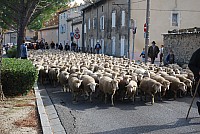 transhumance_montfavet_2015__25.jpg