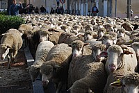 transhumance_montfavet_2015__27.jpg