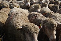 transhumance_montfavet_2015__28.jpg