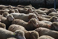 transhumance_montfavet_2015__30.jpg