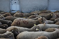 transhumance_montfavet_2015__32.jpg